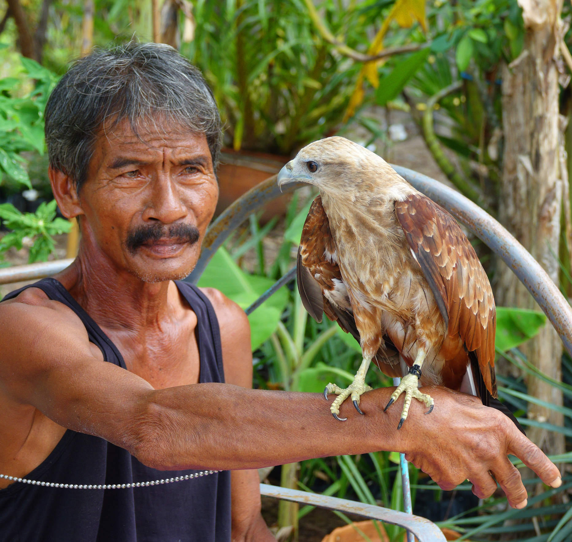 Thailand man with bird of prey